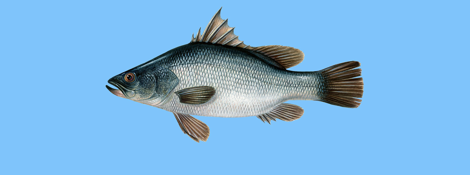 Nilbarsch, Viktoriabarsch - Der WWF Fischratgeber