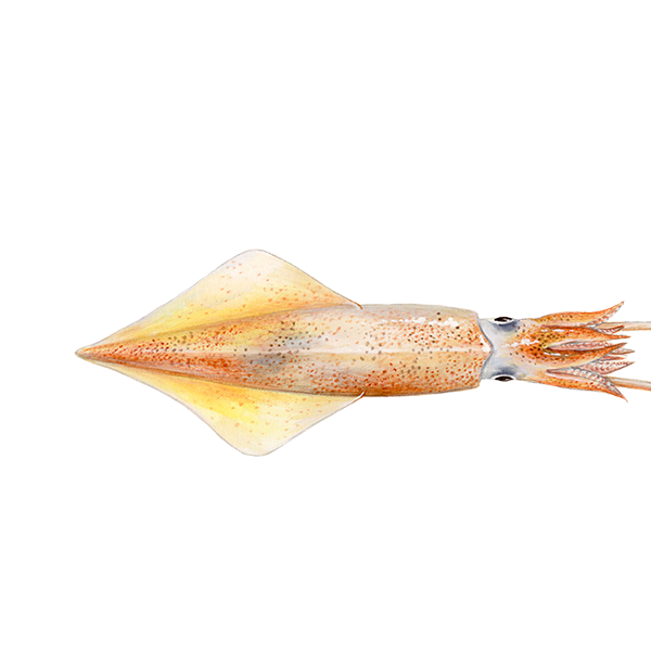 Tintenfisch,  Kalmar (Uroteuthis)