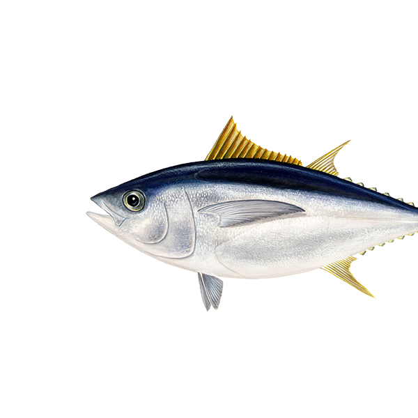 Thunfisch, Grossaugenthun