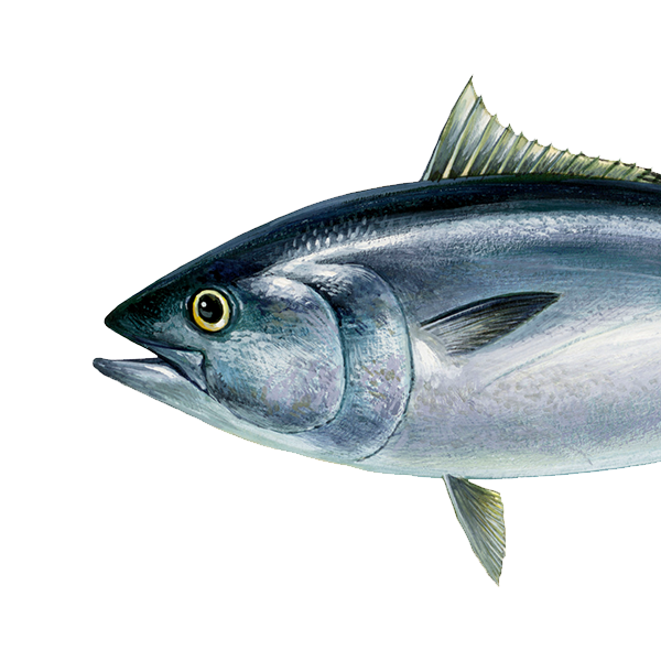 Northern bluefin tuna (c) Scandinavian Fishing Yearbook